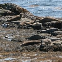 Berneray Seals