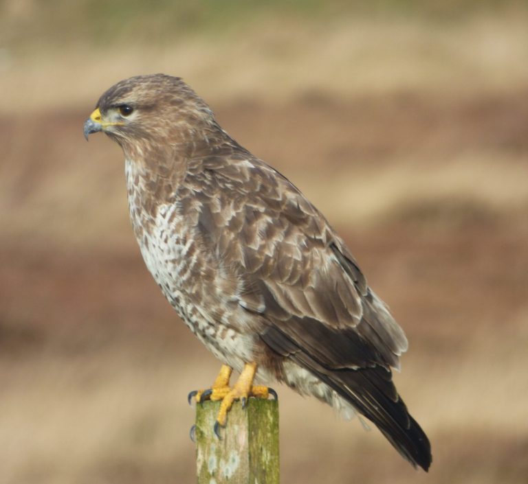 Hen Harrier