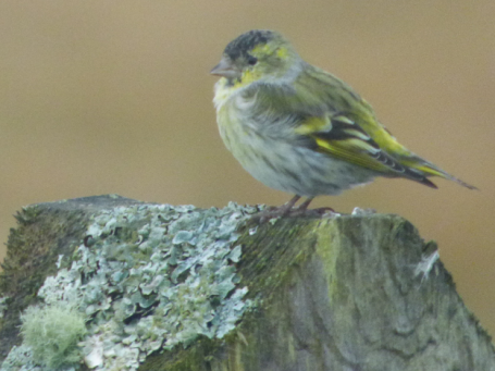 Greenfinch in the garden.