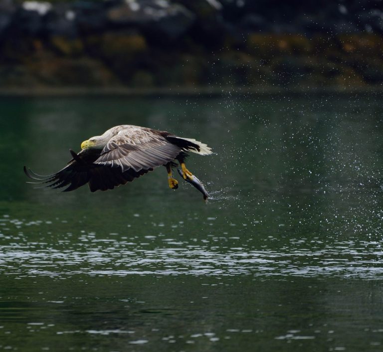 Sea Eagle