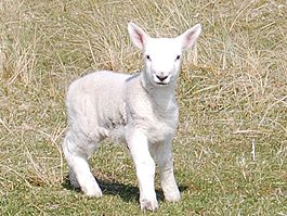 Lamb seen from the breakfast room.